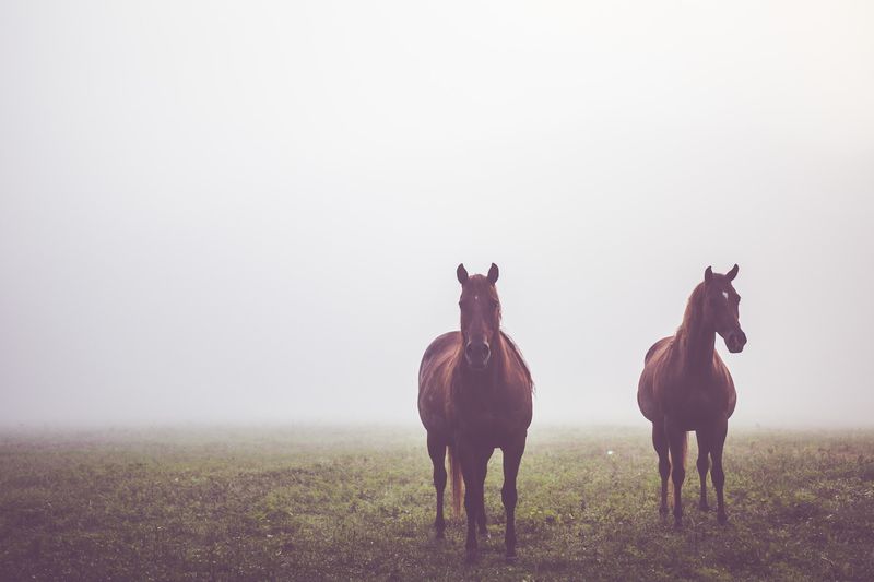 Two horses facing the lens in a white fog