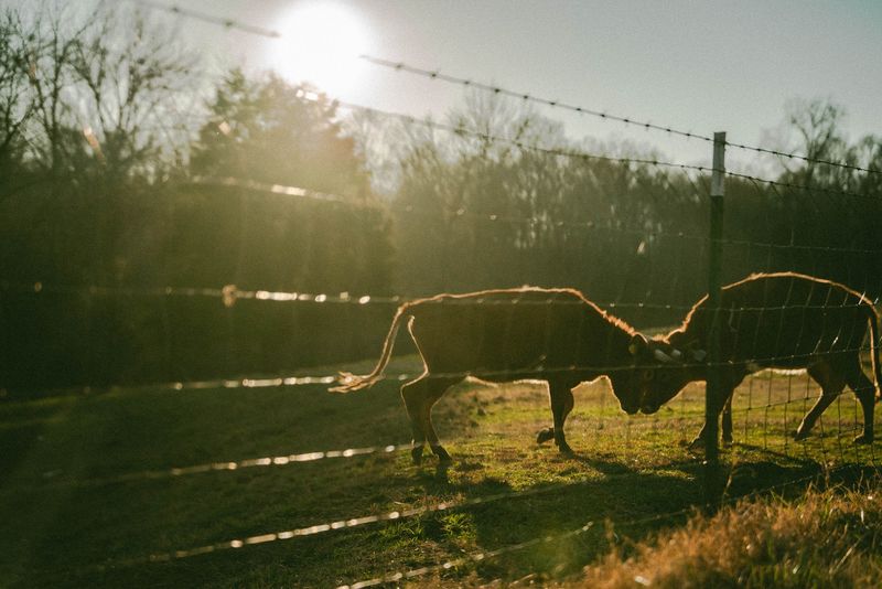 Two steers lock heads at barbed wire, backlit gold