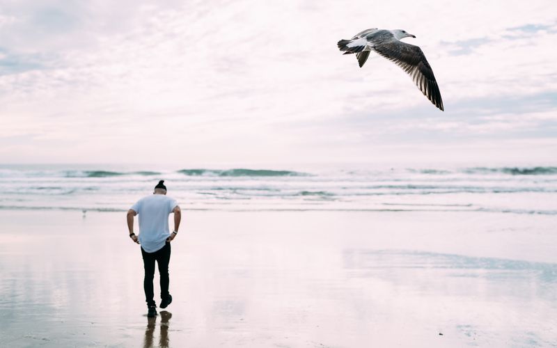 Lone man walks to the surf as a gull glides overhead