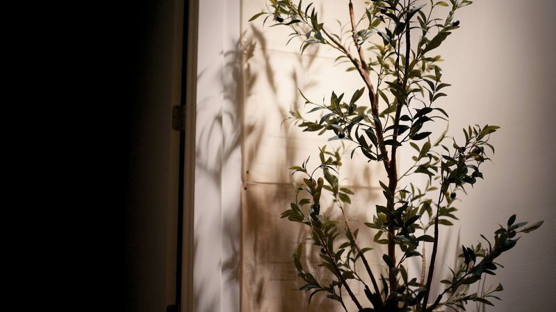 Olive tree shadow cast on white wall, quiet detail