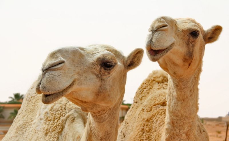 Two camel heads close, one grinning at the lens