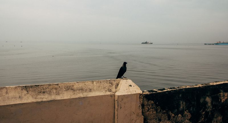 Lone crow on a concrete wedge facing the haze