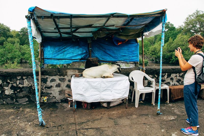 A goat lies on a white table under a blue tarp, a woman photographs it
